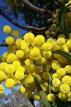 Jonge Mimosa boom | Acacia dealbata | 40-60cm hoogte