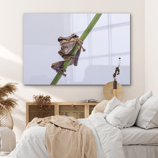 MuchoWow® Peinture sur verre 180x120 cm - Peinture sur verre acrylique - Grenouille - Branche - Grijs - Photo sur verre - Peintures