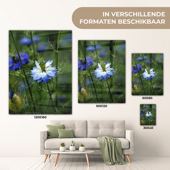 MuchoWow® Peinture sur verre 120x160 cm - Peinture sur verre acrylique - Une fleur de nigelle parmi les plantes - Photo sur verre - Peintures