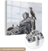 Plusieurs fous aux pieds bleus près de l'eau Plexiglas 40x30 cm - petit - Tirage photo sur Glas (décoration murale en plexiglas)