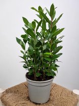 Laurus nobilis - Keuken Laurier struikje - potmaat 14 cm - planthoogte 40 cm - Plants By Suus