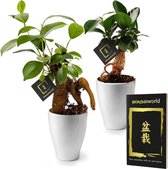 vdvelde.com - Mini Bonsai boompjes - Ficus Ginseng - 2 Mini Plantjes - Potmaat 7 cm / Hoogte +/- 21 cm