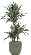 Groene plant – Drakenboom (Dracaena Warneckei) met bloempot – Hoogte: 60 cm – van Botanicly
