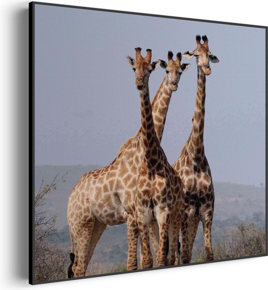 Akoestisch Schilderij Drie Giraffen Vierkant Pro S (50 X 50 CM) - Akoestisch paneel - Akoestische Panelen - Akoestische wanddecoratie - Akoestisch wandpaneel