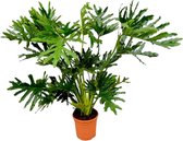 Trendyplants - Philodendron Selloum - Lace Tree Philodendron - Kamerplant - Hoogte 140-160 cm - Potmaat Ø30cm