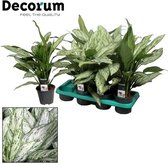 Groene plant – Epipremnum (Aglaonema) – Hoogte: 45 cm – van Botanicly