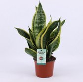 Groene plant – Vrouwentongen (Sansevieria) – Hoogte: 35 cm – van Botanicly