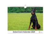 XL 2024 Kalender - Jaarkalender - Dobermann