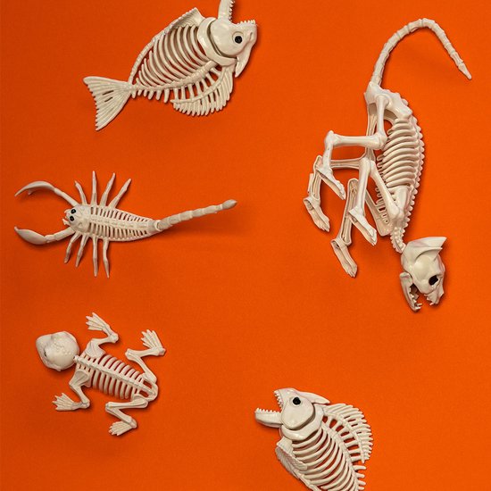 Boland - Decoratie Skelet kikker - Horror - Horror