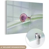 MuchoWow® Glasschilderij 60x40 cm - Schilderij acrylglas - Kleine slak - Foto op glas - Schilderijen