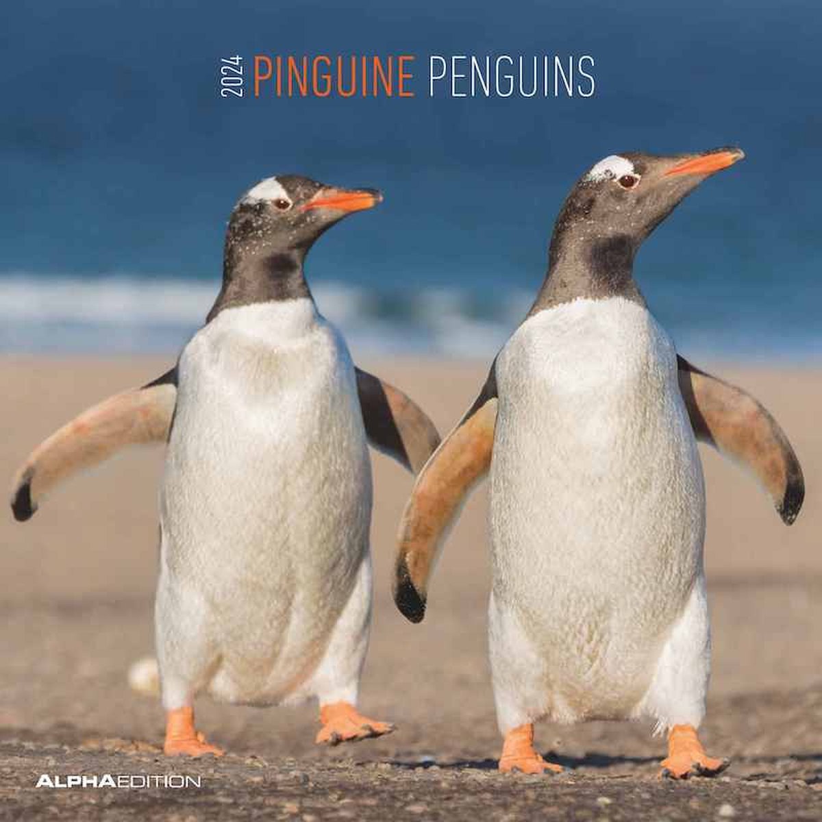 Pinguine 2024 - Broschürenkalender 30x30 cm (30x60 geöffnet)