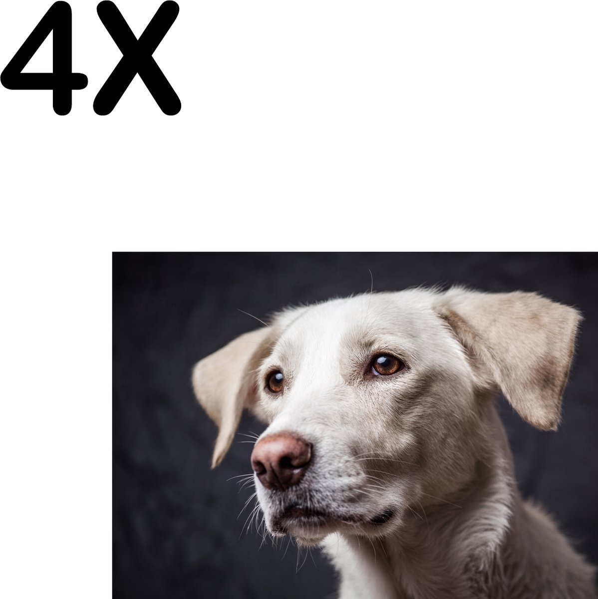 BWK Textiele Placemat - Witte Hond met Donkere Achtergrond - Set van 4 Placemats - 35x25 cm - Polyester Stof - Afneembaar