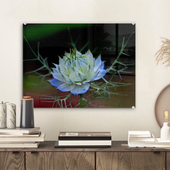 Gros plan d'une nigelle bleu vif Plexiglas 40x30 cm - petit - Tirage photo sur Glas (décoration murale plexiglas)