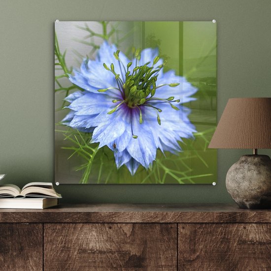 Une nigelle bleu clair en fleur Plexiglas 50x50 cm - Tirage photo sur Glas (décoration murale plexiglas)