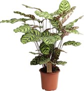 Plant in a Box - Calathea Makoyana - Plante de prière - Plante tropicale d'intérieur - Pot 21cm - Hauteur 60-70cm