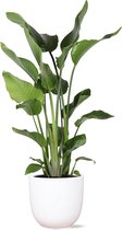 Paradijsvogelbloem (Strelitzia Nicolai) met bloempot – Hoogte: 115 cm – van Botanicly