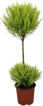 Naaldboom – Goudcipres (Cupressus Goldcrest Wilma) – Hoogte: 60 cm – van Botanicly