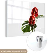 MuchoWow® Glasschilderij 160x120 cm - Schilderij acrylglas - Monstera met rode bladeren voor een witte achtergrond - Foto op glas - Schilderijen