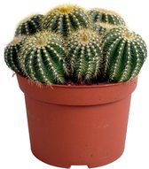 Cactus – Eriocactus warasii (Eriocactus warasii) – Hoogte: 23 cm – van Botanicly