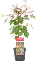 Plant in a Box - Acer conspicuum 'Red Flamingo' - Japanse Esdoorn - Winterhard - Slangenhuidesdoorn - Pot 19cm - Hoogte 50-60cm