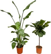 Trendyplants - Strelitzia Nicolai - 180 cm - Ø27cm + Ficus Lyrata stam - 130 cm - Ø24cm