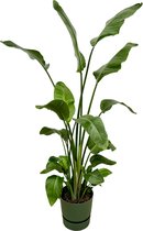 Trendyplants - Strelitzia Nicolai inclusief elho Greenville Round groen - 170 cm - Ø30cm