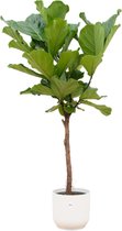 Trendyplants - Ficus Lyrata stam inclusief elho Vibes Fold Round wit - 160 cm - Ø30cm