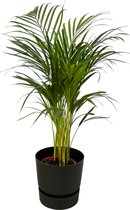 Trendyplants - Areca palm - ↨85cm - Ø19cm inclusief elho Greenville Round zwart Ø24cm x ↨23cm
