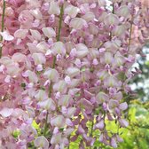 Wisteria floribunda 'Honbeni' - Blauwe regen, 200-250 cm in pot: Lange roze bloemtrossen met een betoverende geur.