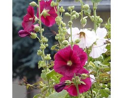 6 x  Alcea rosea 'Simplex' - Stokroos pot 9x9 cm