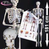 tectake - Anatomie skelet medisch model op staander - spier- en botmarkering - 181cm - 400502