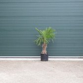 Chinese waaierpalm - Trachycarpus Fortunei 30 cm - 40 cm stamhoogte