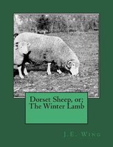Dorset Sheep, Or; The Winter Lamb