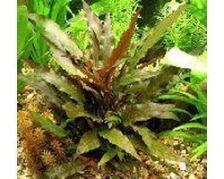 Dennerle Azie Aquariumplanten - 10 Planten