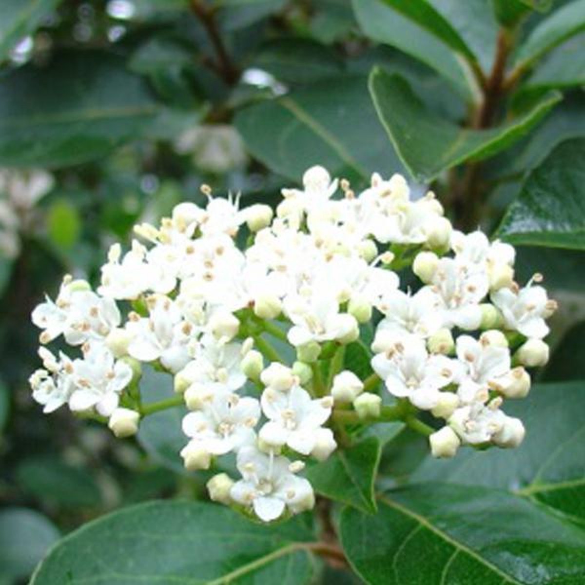 Viburnum Tinus - Sneeuwbal 50-60 cm pot