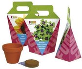 Fun Box Bloemzaad Fun Box Pyramide Klavertje Vier