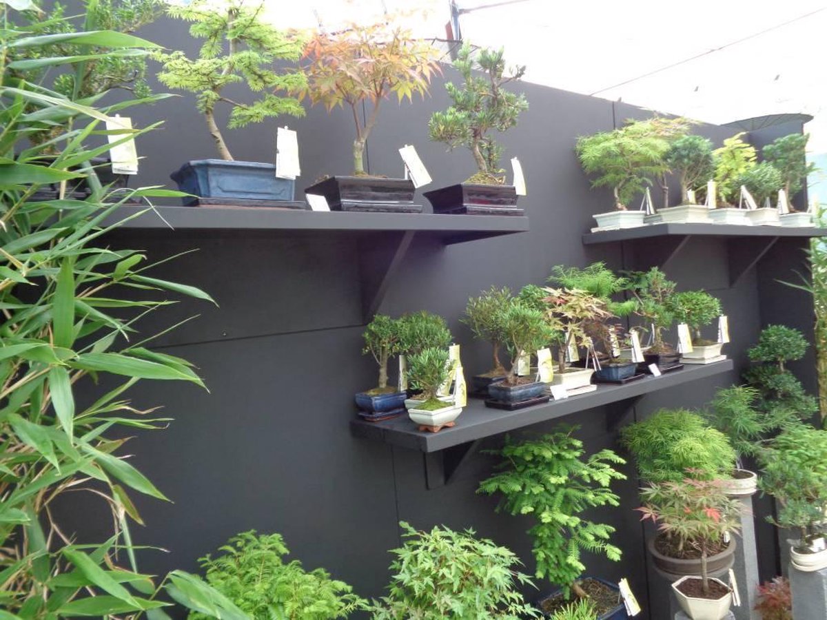 Bonsai Ficus pot 12 cm