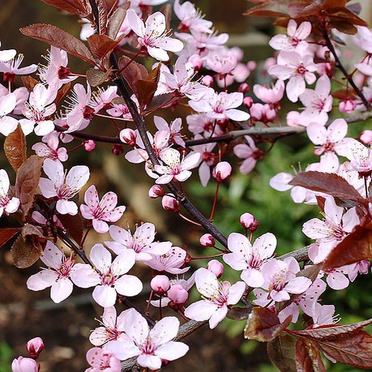 Cerisier à fleurs 'Pissardii' - Prunus cerasifera - Le Jardin du Pic Vert