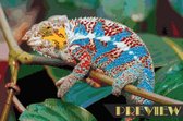 Diamond Painting Blauw-rode Kameleon - 120 x 80 cm (Volledige bedekking, vierkante steentjes)