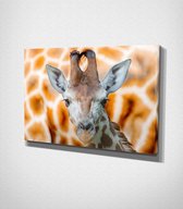 Giraffe Close Up Canvas | 80x120 cm