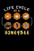 life cycle of a honeybee