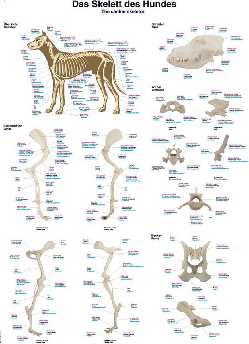 Skelet hond poster (Kunststof-folie, 70x100 cm)