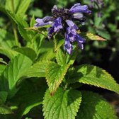 6 x Nepeta Subsessilis - Kattekruid Pot 9x9 cm - Blauwbloeiende Vaste Plant