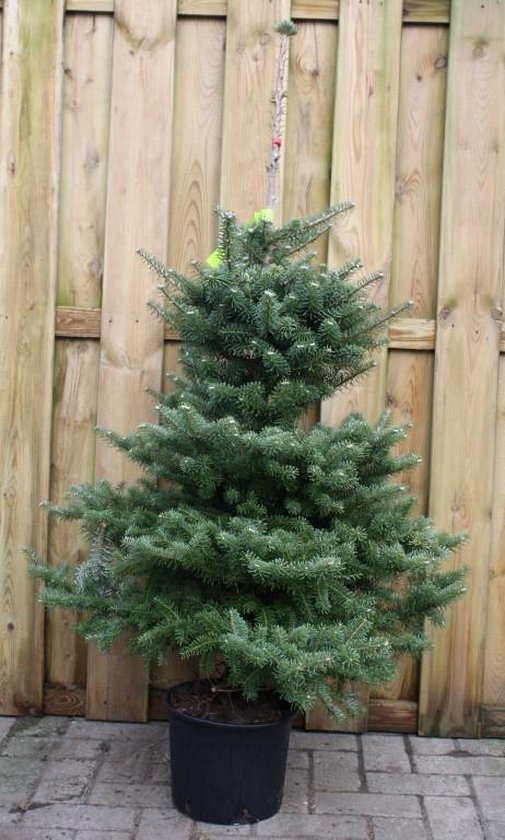 Kerstboom Warentuin Abies Koreana 60 80 cm Warentuin Natuurlijk
