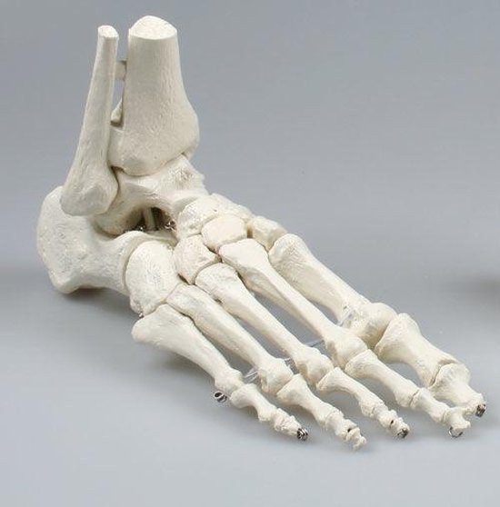 patroon Papa kraai Skelet voet anatomie model | bol.com