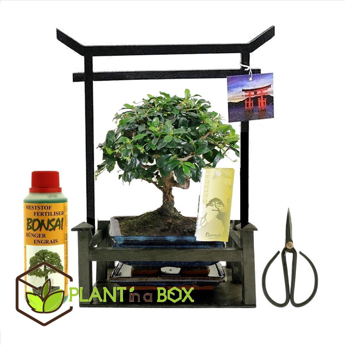 Plant in a Box Bonsai in Torii Starterkit Kamerplant Inclusief