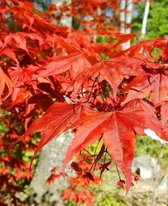 School Composition Book Springtime Red Japanese Maple Leaves