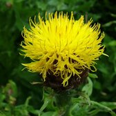 6 x Centaurea Macrocephala - Centaurie pot 9x9cm - Grote Geelbloeiende Knoopbloem