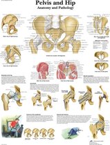 Le corps humain - Poster anatomie bassin et hanche (plastifié, 50x67 cm)