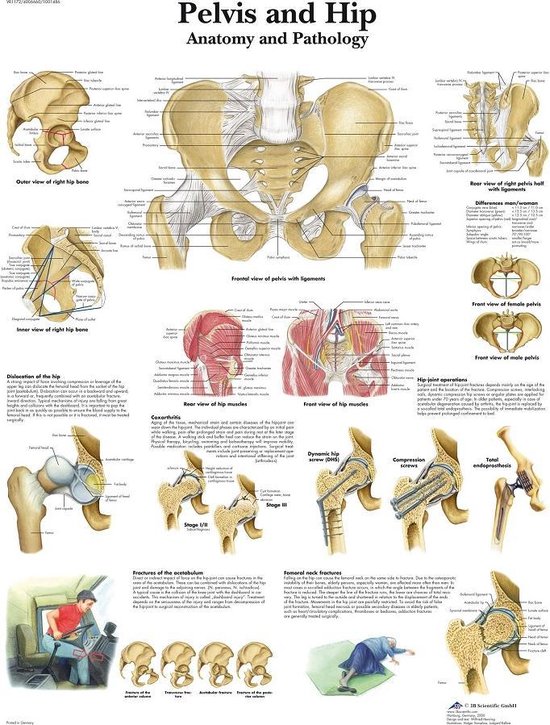 Het menselijk lichaam - anatomie poster bekken en heup (gelamineerd, 50x67 cm)